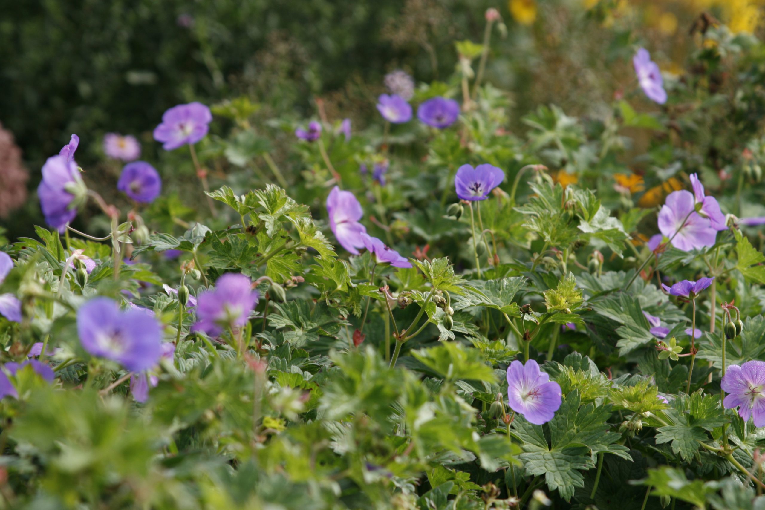 Geranium ‚Rozanne‘(Snaputis) - Garden Stories