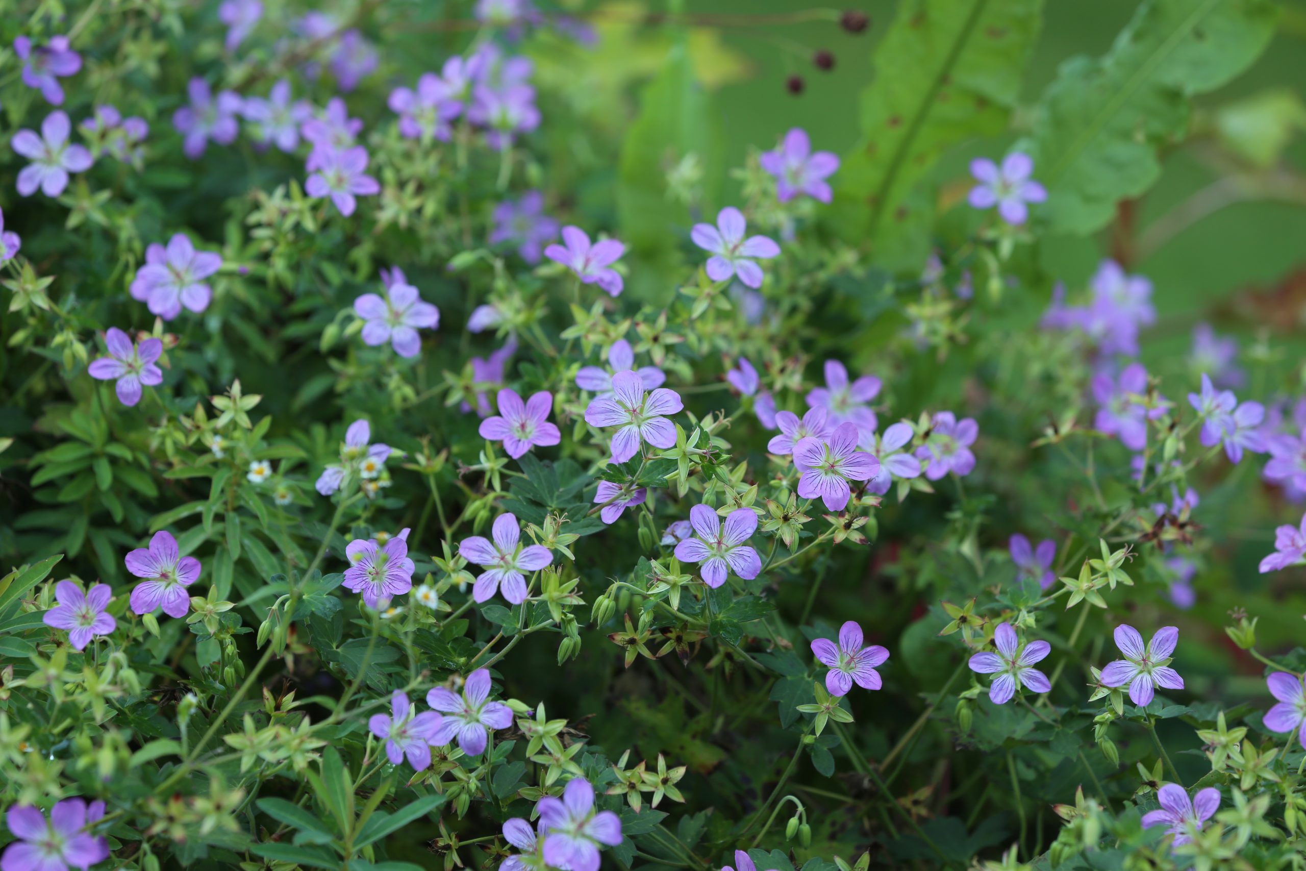 Geranium ‚Fay Anna‘ (Snaputis) - Garden Stories