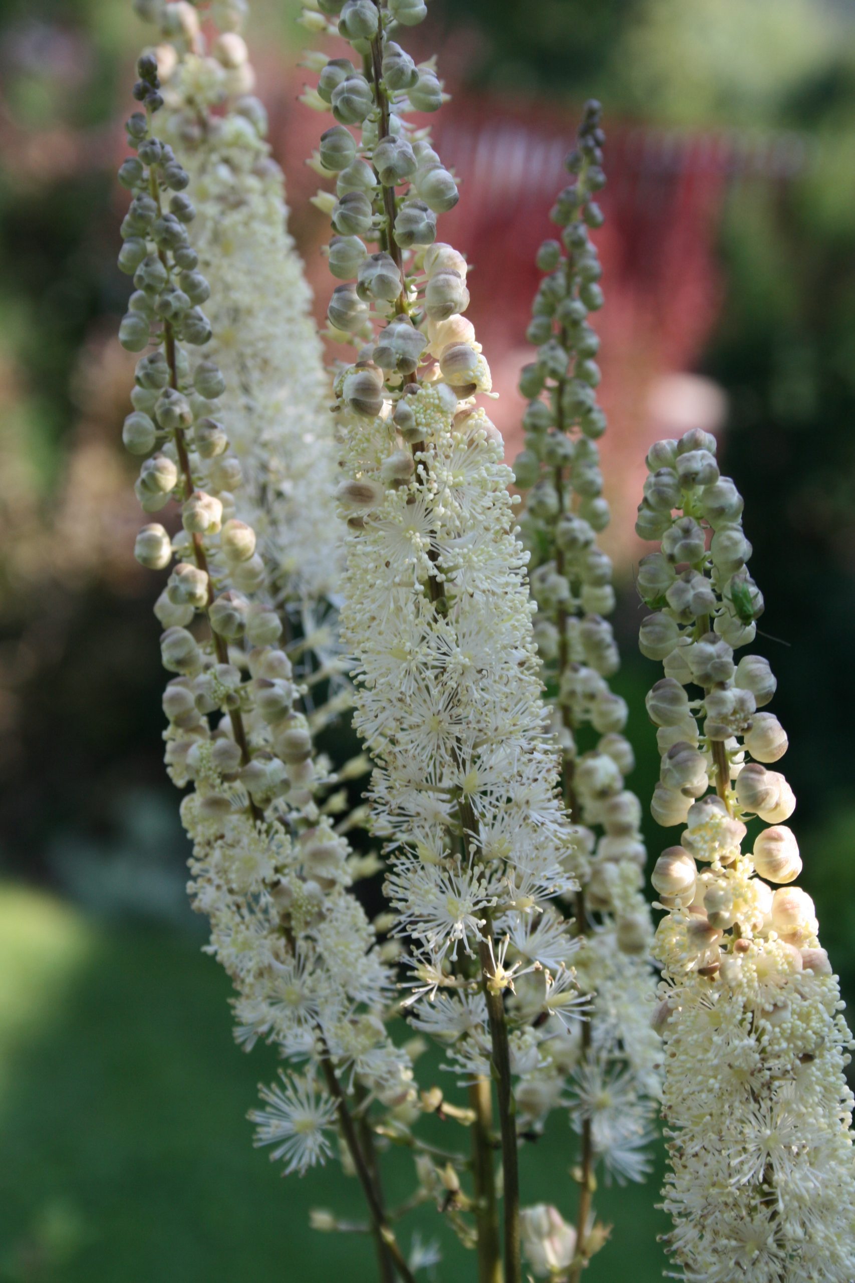 Actaea racemosa (Kekinė juodžolė, blakėžudė) syn. Cimicifuga racemosa ...